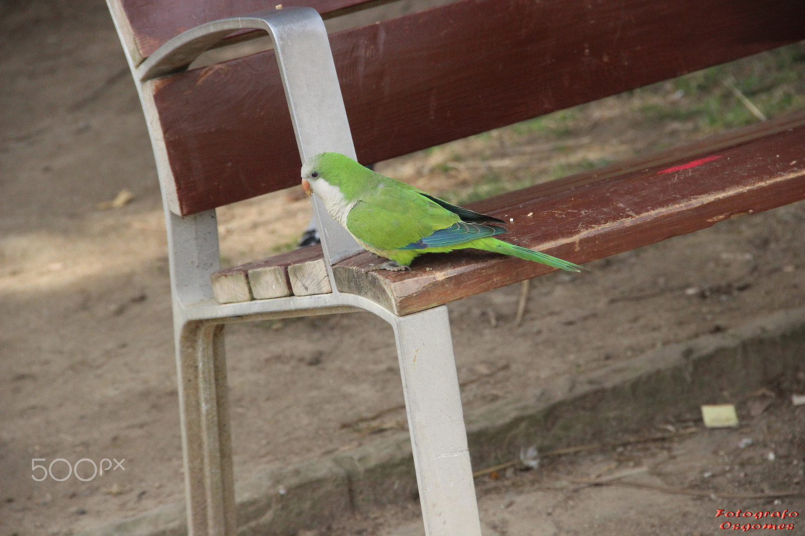 Canon EF-S 18-135mm F3.5-5.6 IS sample photo. Aves diversas. photography