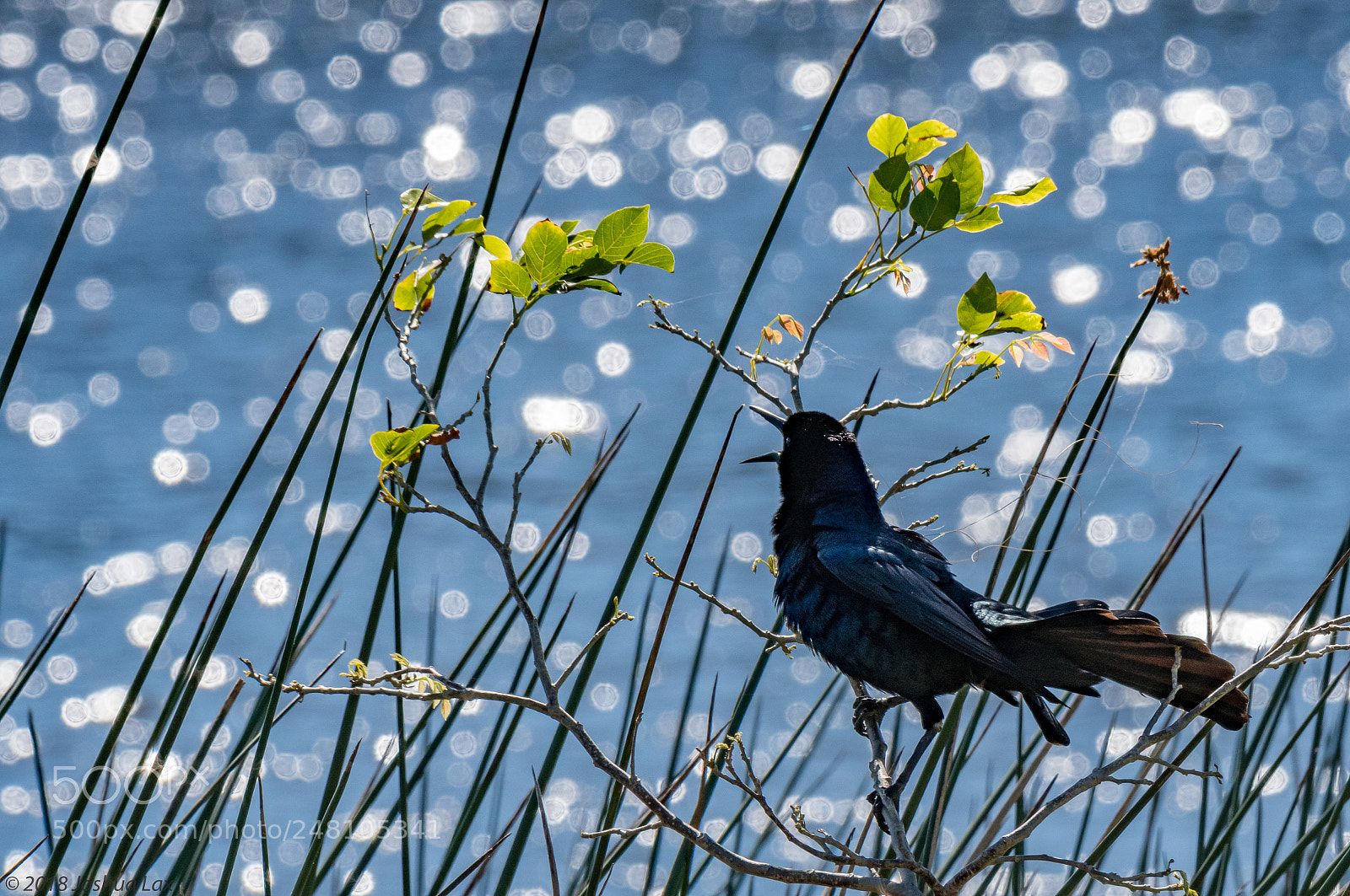 Nikon D500 sample photo. Birdsong photography