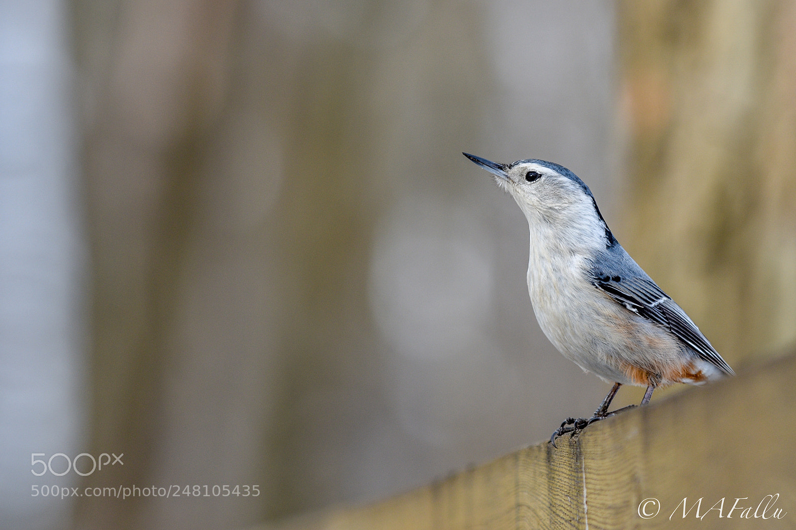 Nikon D7200 sample photo. White-breasted nuthatch photography