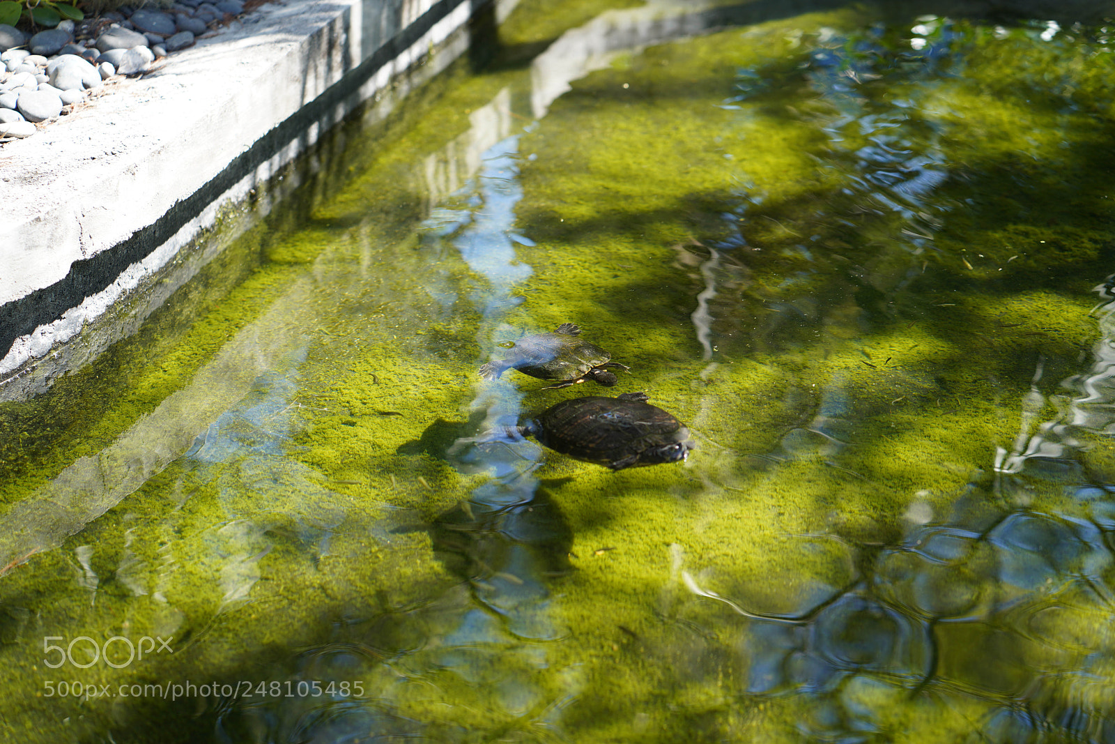 Sony a7R III sample photo. Miami botanical gardens photography
