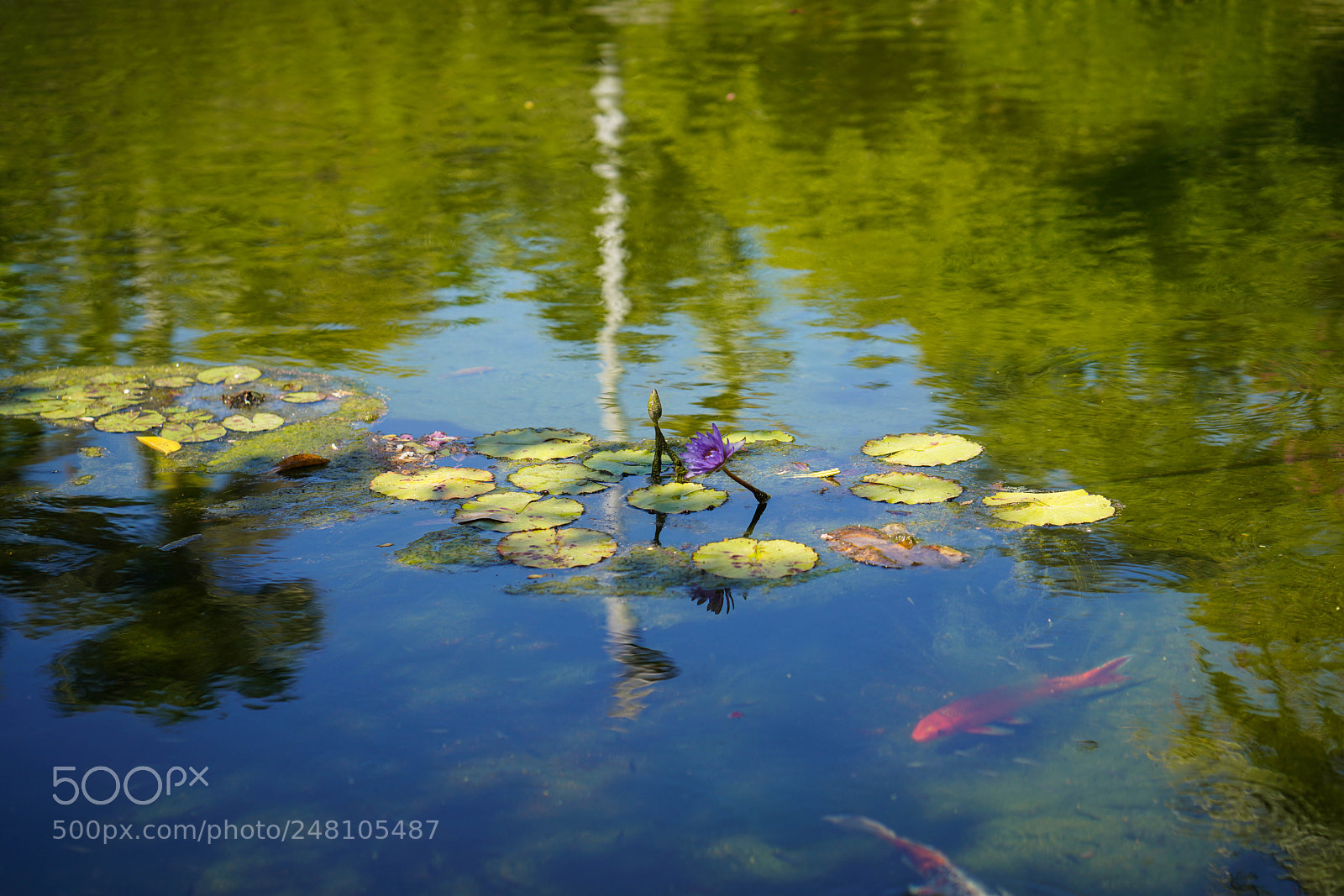 Sony a7R III sample photo. Miami botanical gardens photography