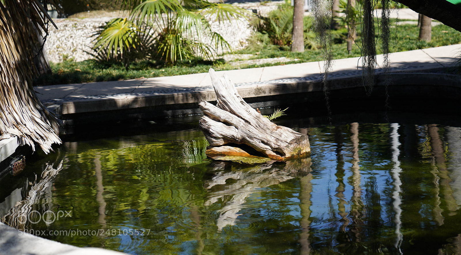 Sony a7R III sample photo. Miami botanical gardens photography