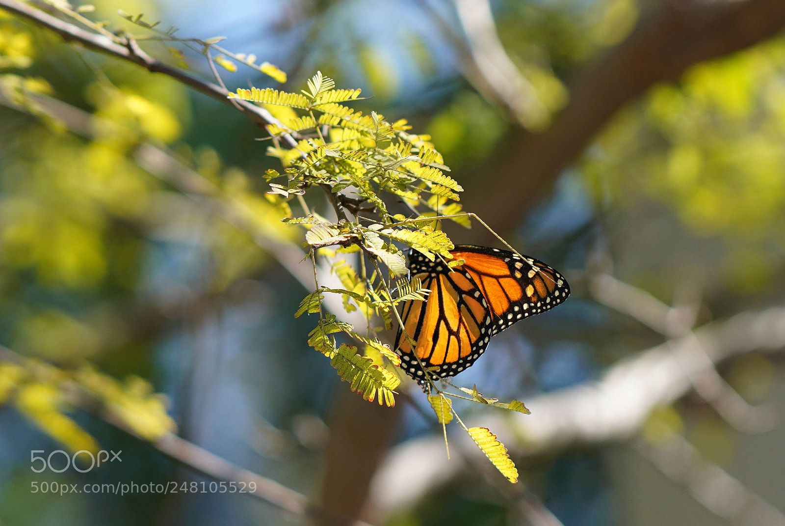 Sony a7R III sample photo. Miami botanical gardens photography