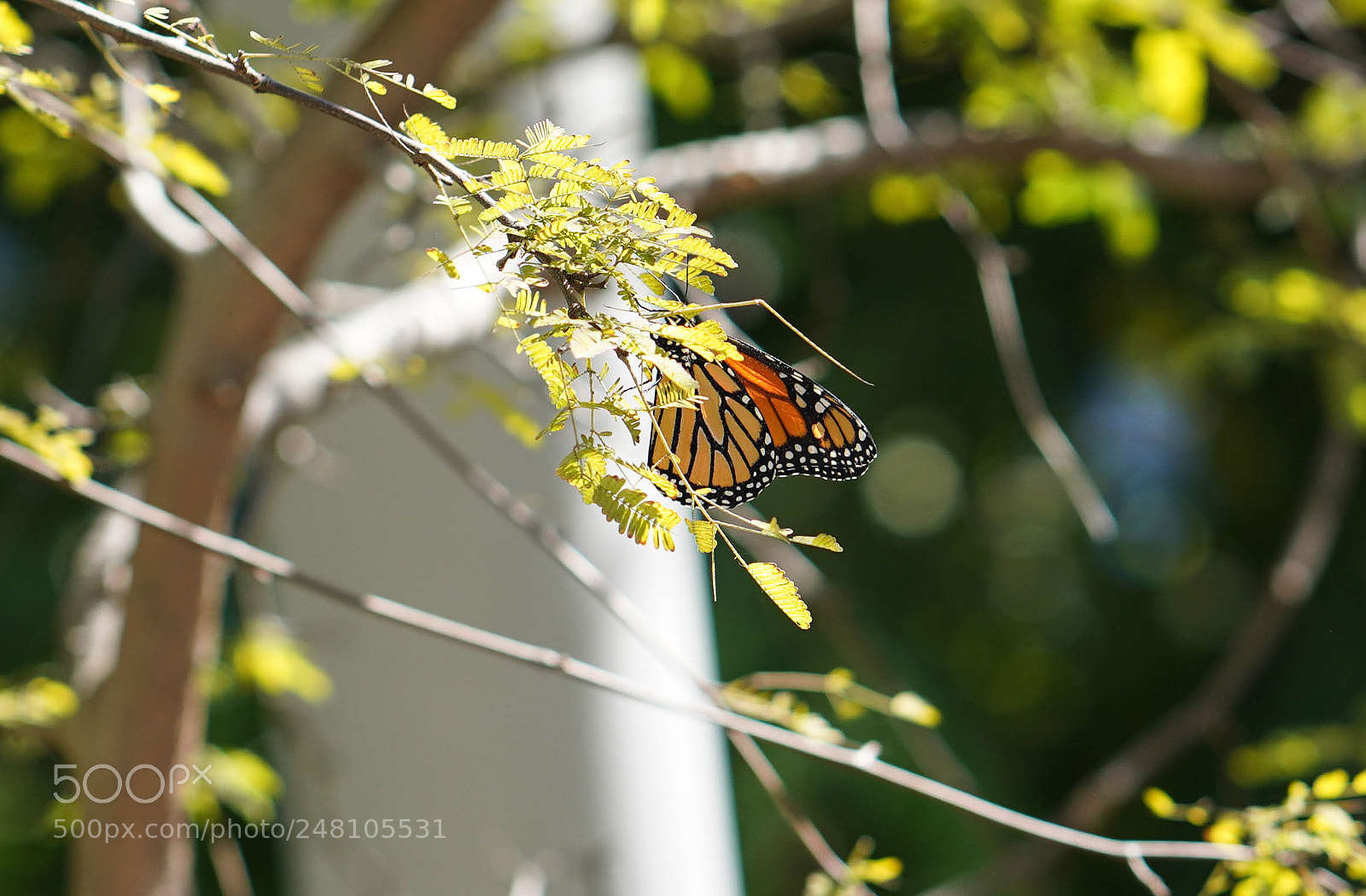 Sony a7R III sample photo. Miami botanical gardens photography