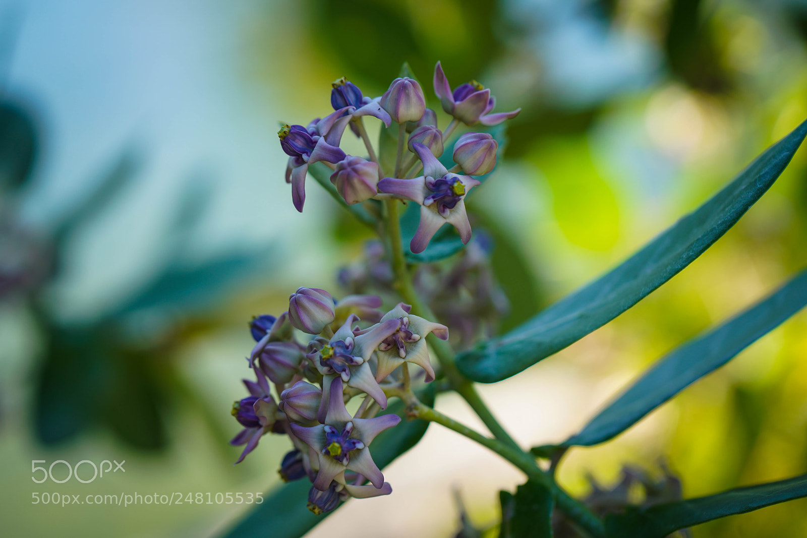 Sony a7R III sample photo. Miami botanical gardens photography