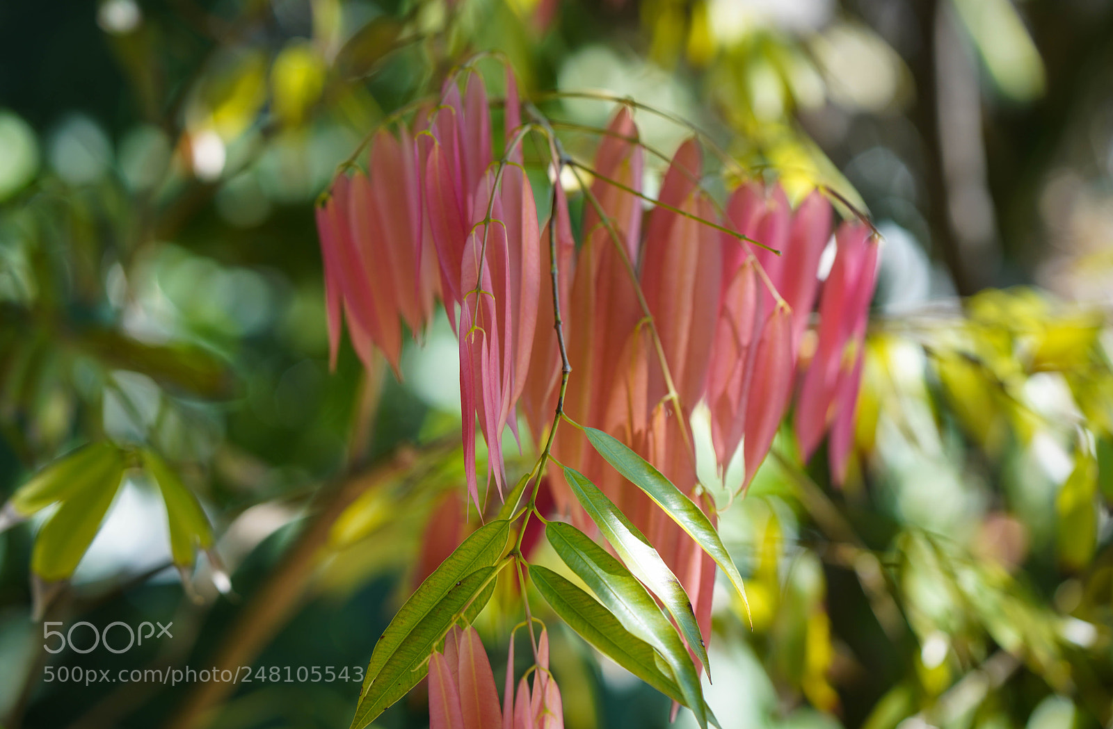 Sony a7R III sample photo. Miami botanical gardens photography