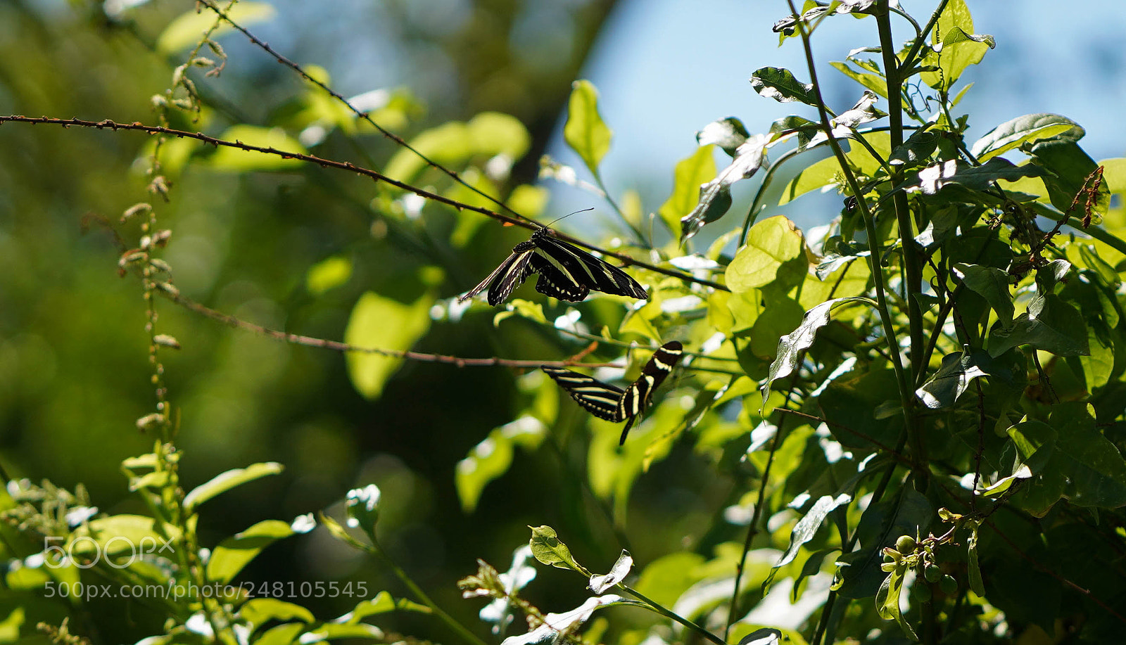 Sony a7R III sample photo. Miami botanical gardens photography