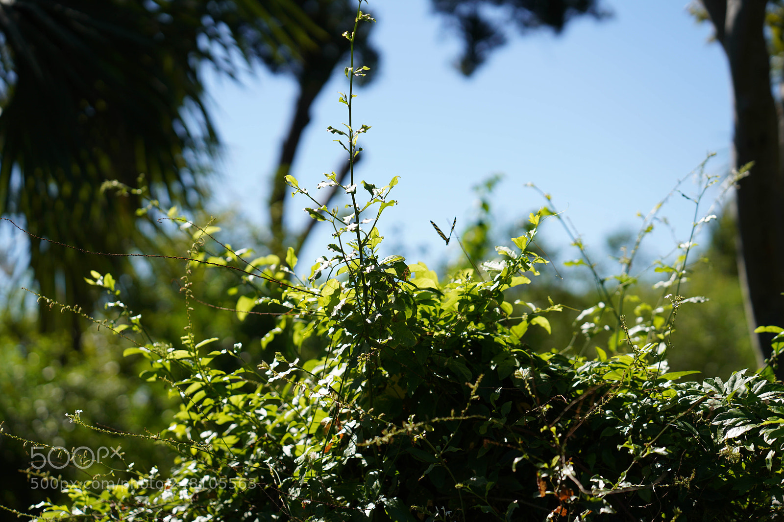 Sony a7R III sample photo. Miami botanical gardens photography