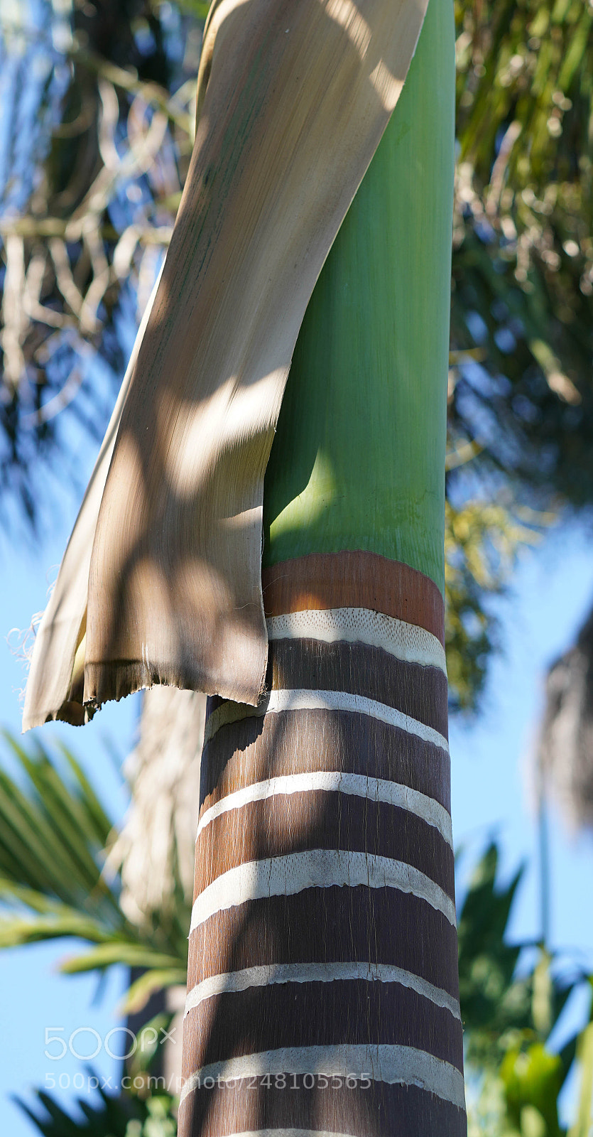 Sony a7R III sample photo. Miami botanical gardens photography