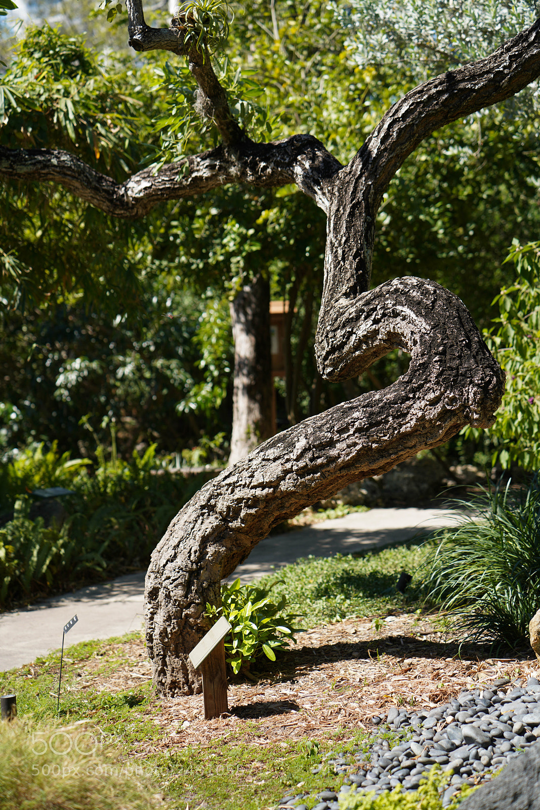 Sony a7R III sample photo. Miami botanical gardens photography