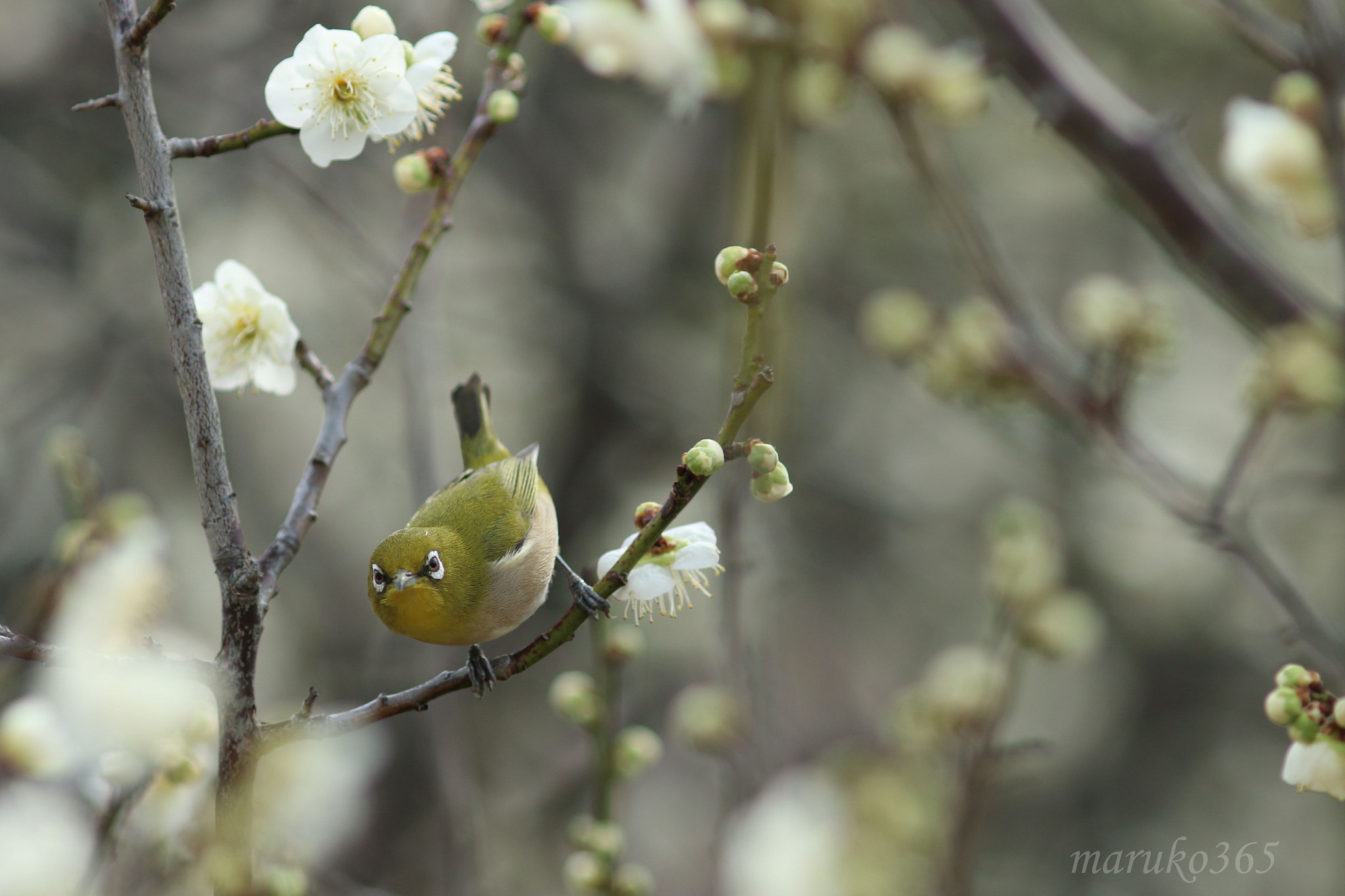 Canon EF 200mm F2.8L II USM sample photo. Look over here. photography