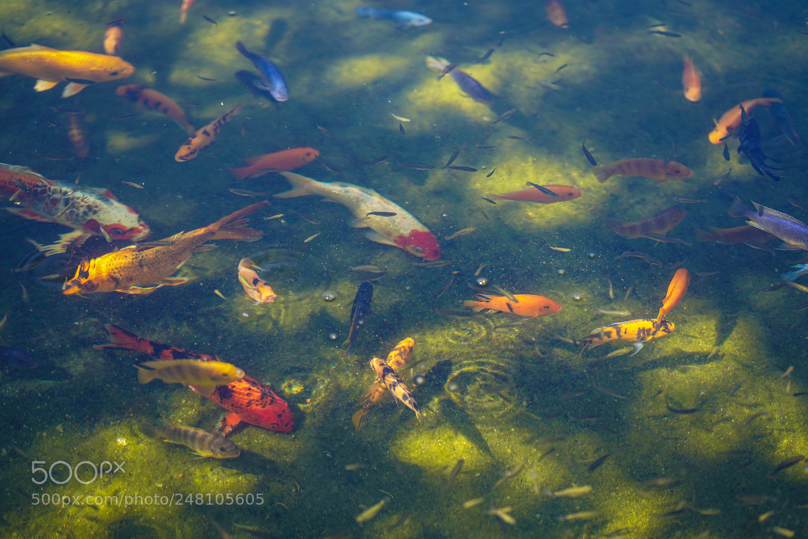 Sony a7R III sample photo. Miami botanical gardens photography