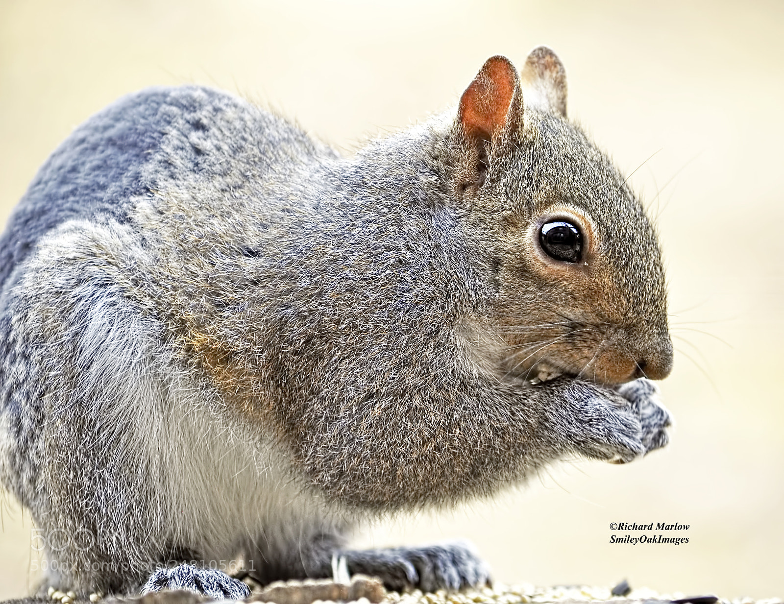 Nikon D5000 sample photo. Eating the bird seed photography