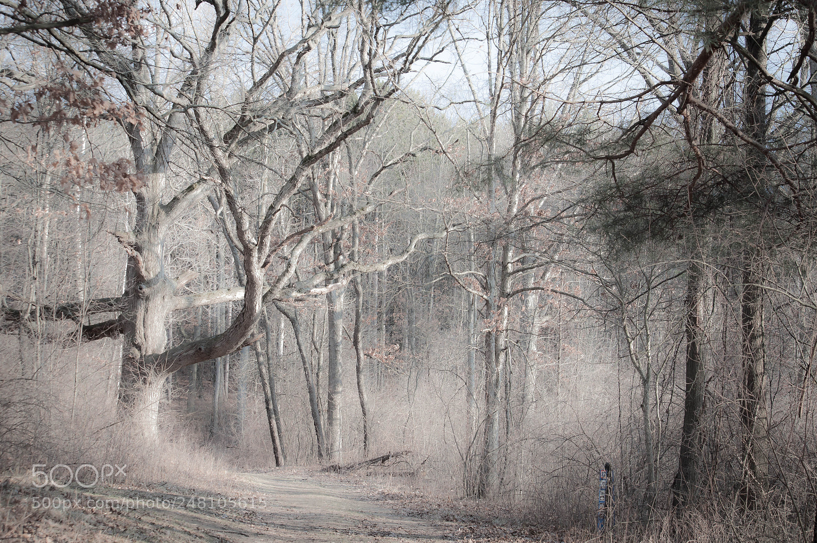 Nikon D90 sample photo. Giving tree trail, february photography