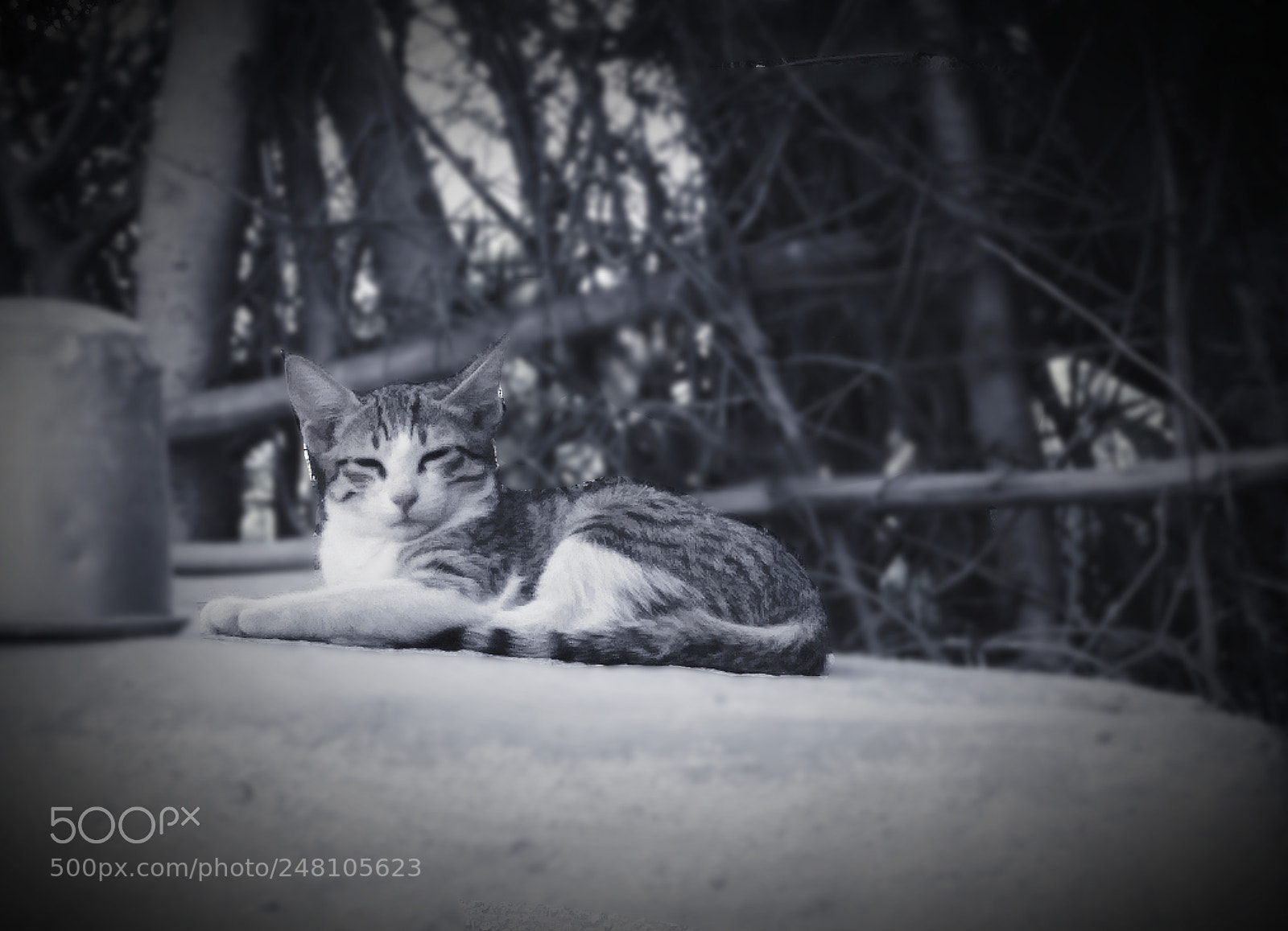 Xiaomi Redmi 4 Pro sample photo. Pussy cat photography