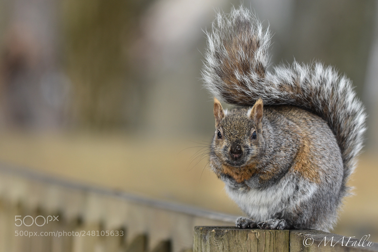 Nikon D7200 sample photo. Gros gris photography