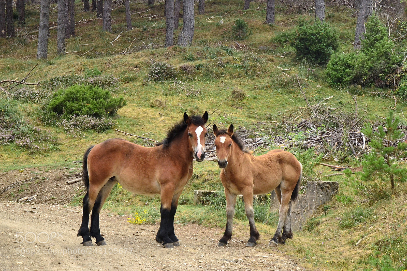 Nikon D3100 sample photo. Horsies la rioja wilds photography