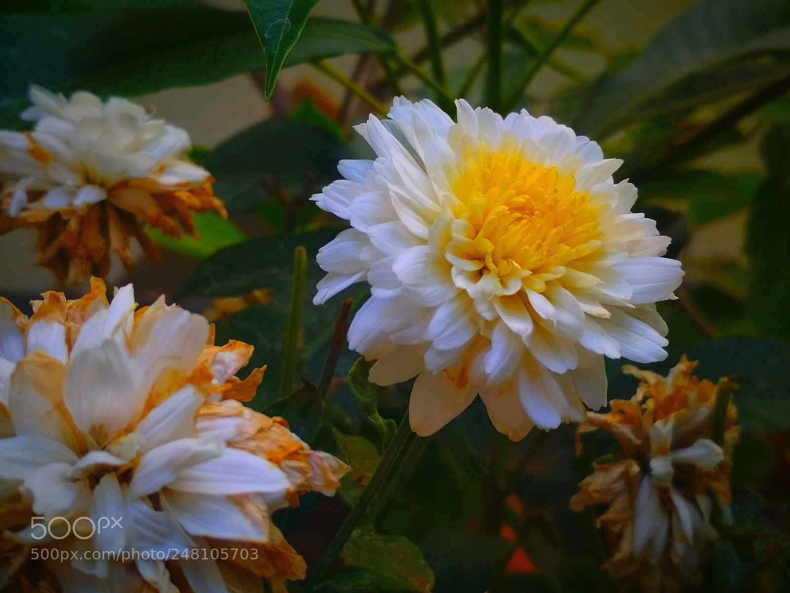 Xiaomi Redmi 4 Pro sample photo. Untitled photography