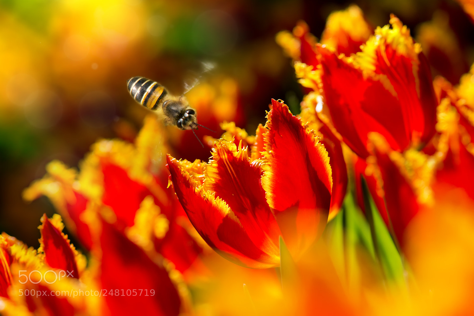 Sony SLT-A77 sample photo. ～ bee flying over tulipa ～ photography