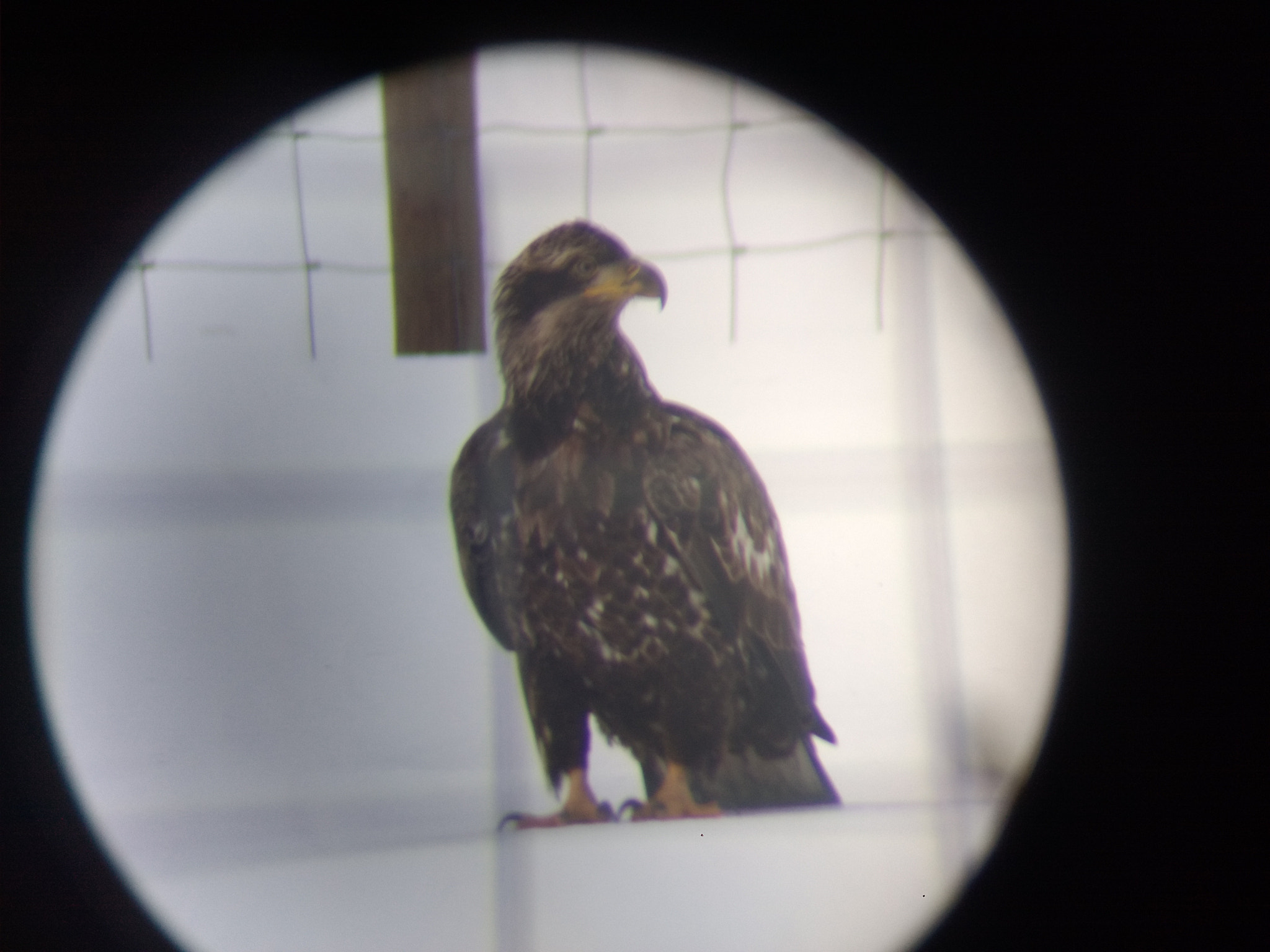 Motorola Moto Z Play Droid sample photo. Golden eagle through the spotting scope photography