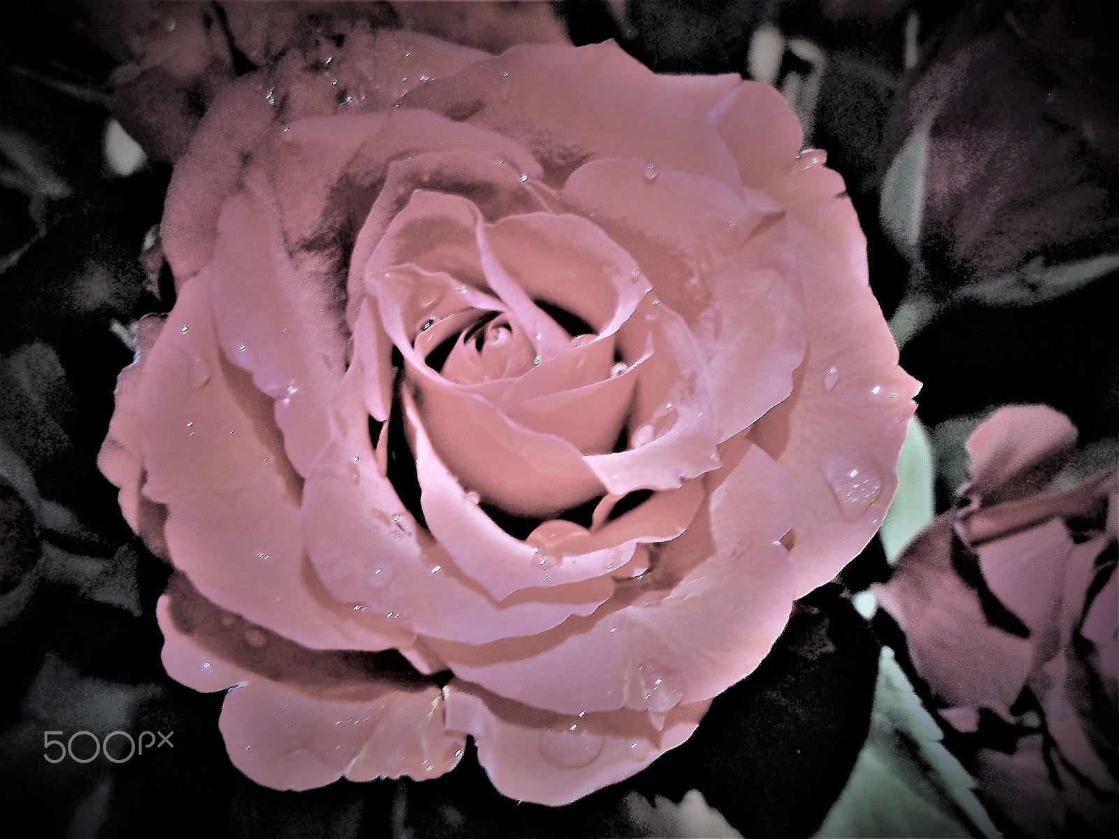 Samsung ST66 / ST68 sample photo. Morose photography