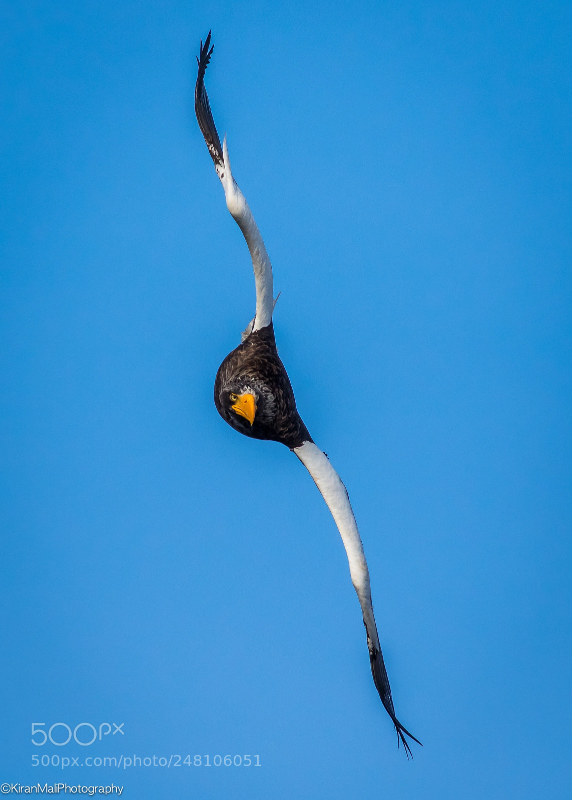 Canon EOS 7D Mark II sample photo. Steller sea eagle photography