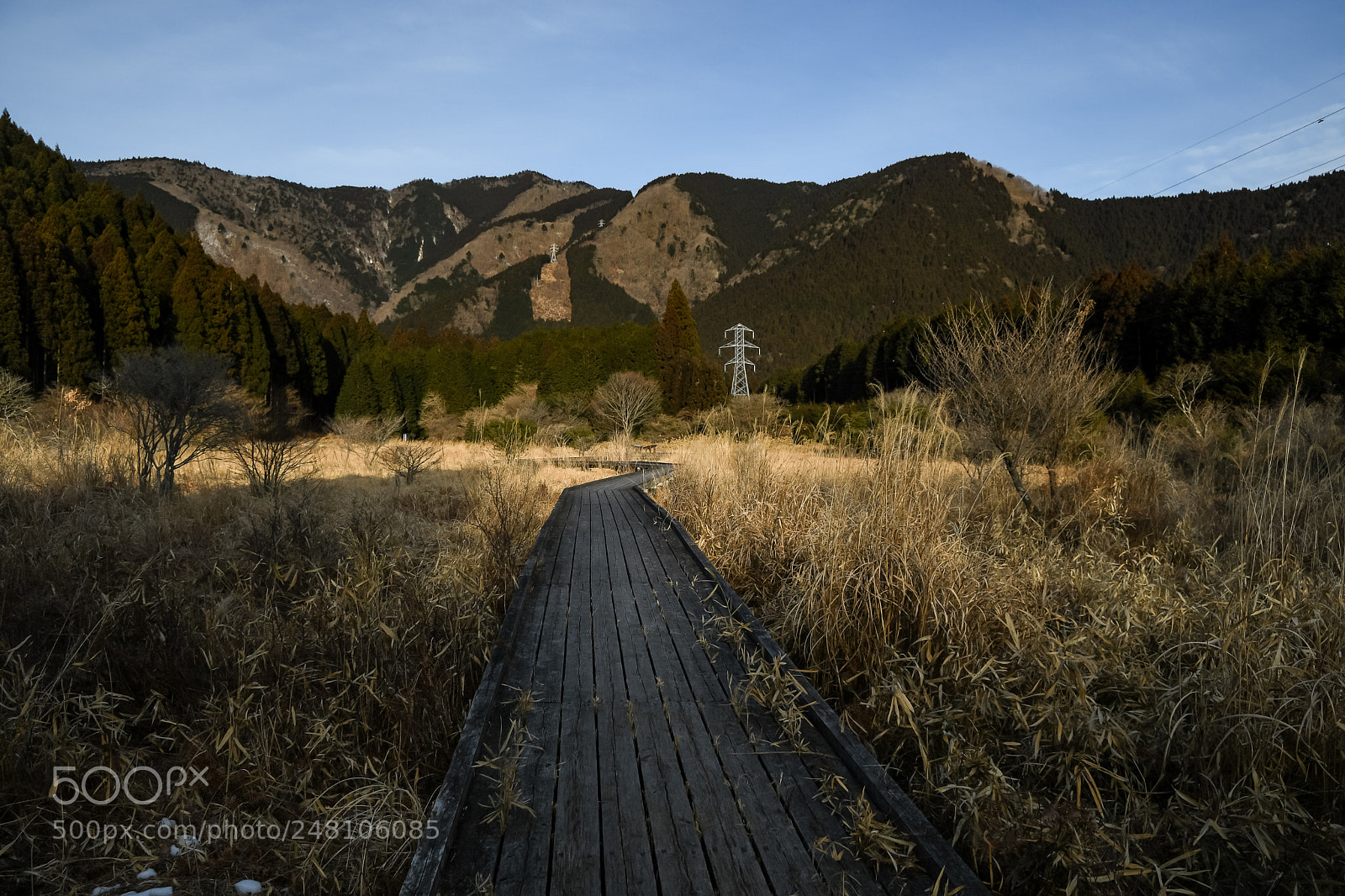 Nikon D500 sample photo. Swamp path photography