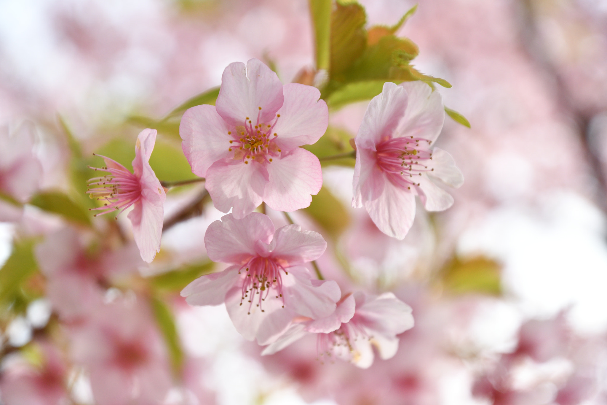 Nikon D500 sample photo. 河津桜 photography