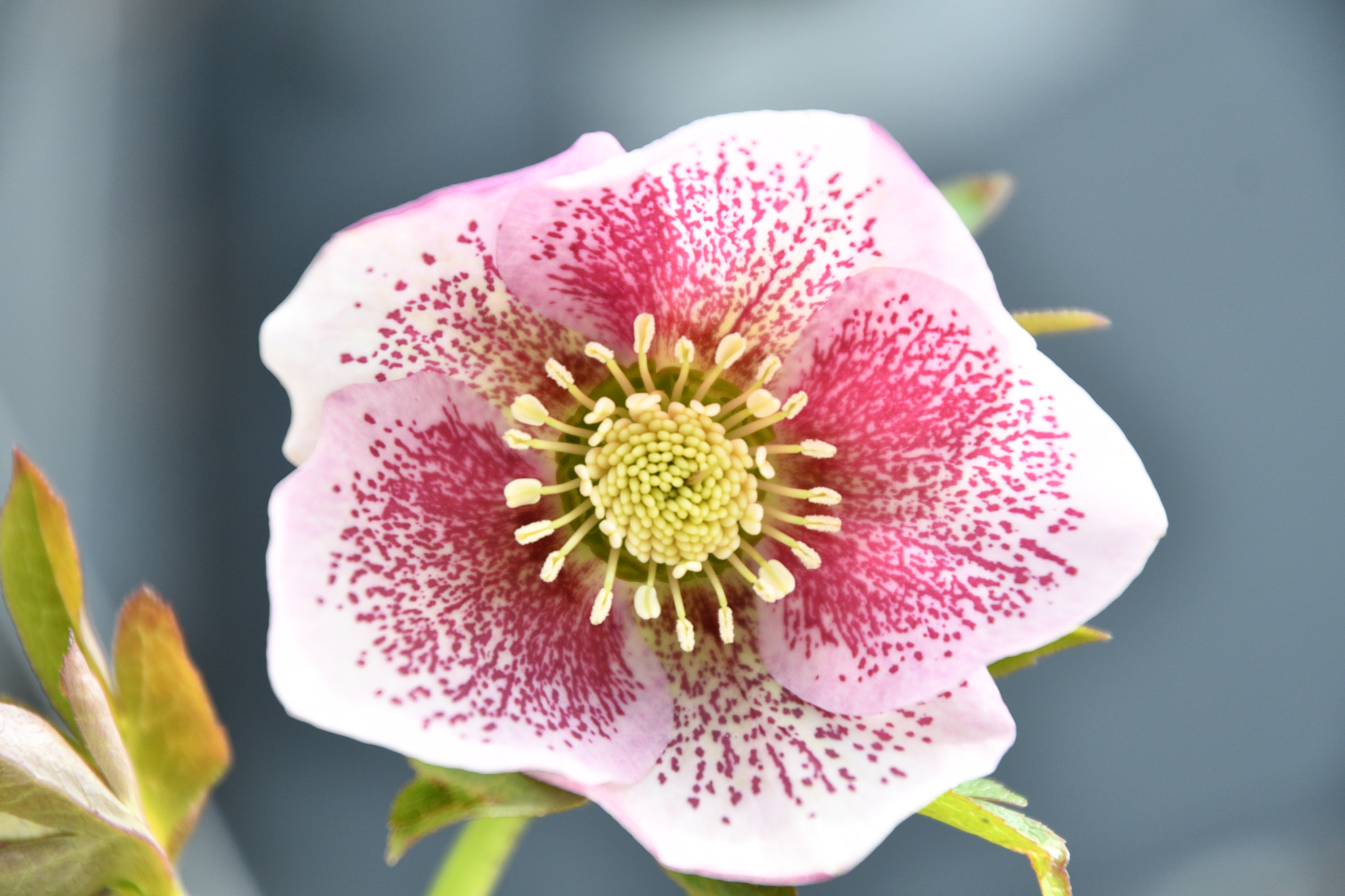 Nikon D500 sample photo. Christmas rose photography