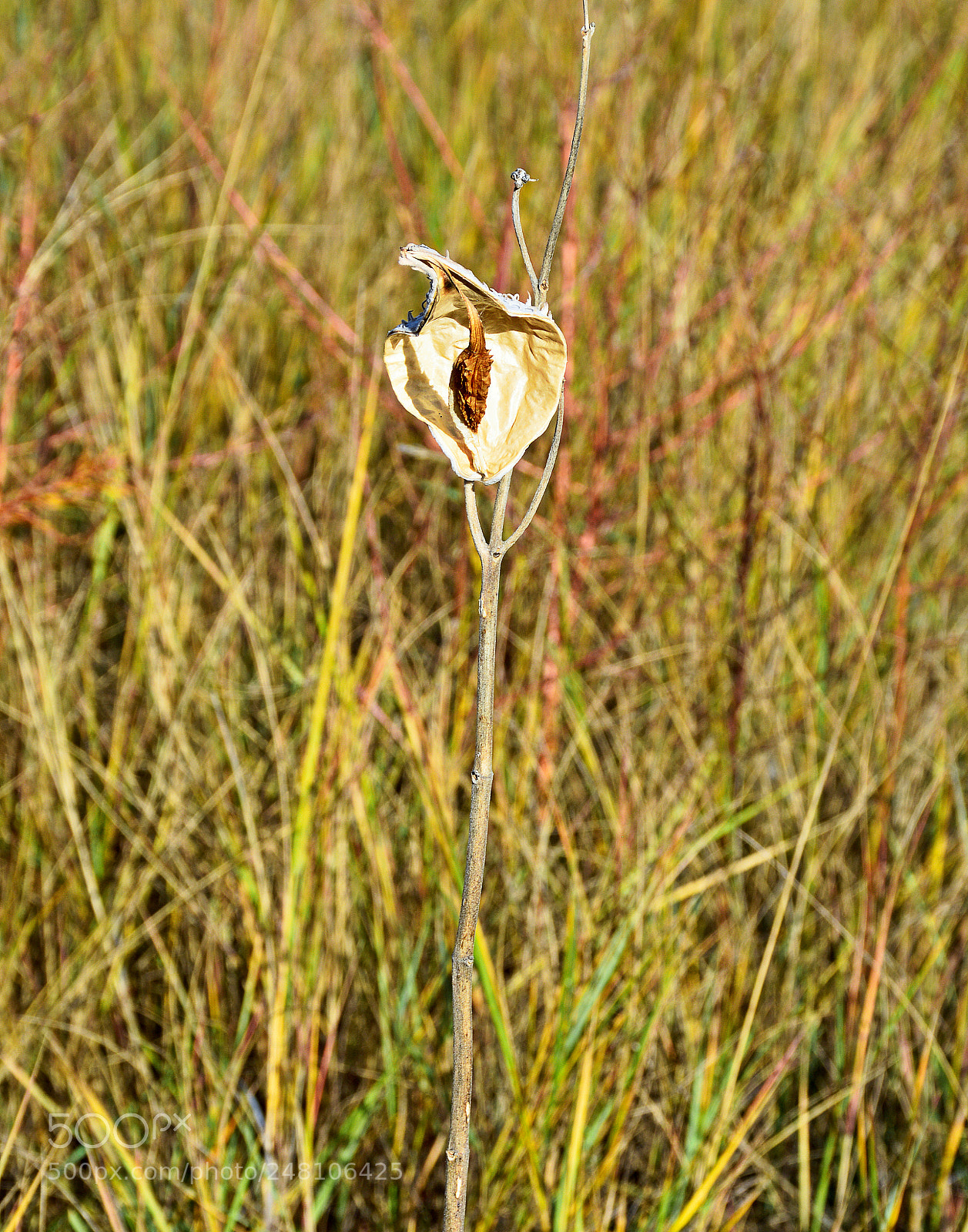 Nikon D7100 sample photo. Autumn caped photography