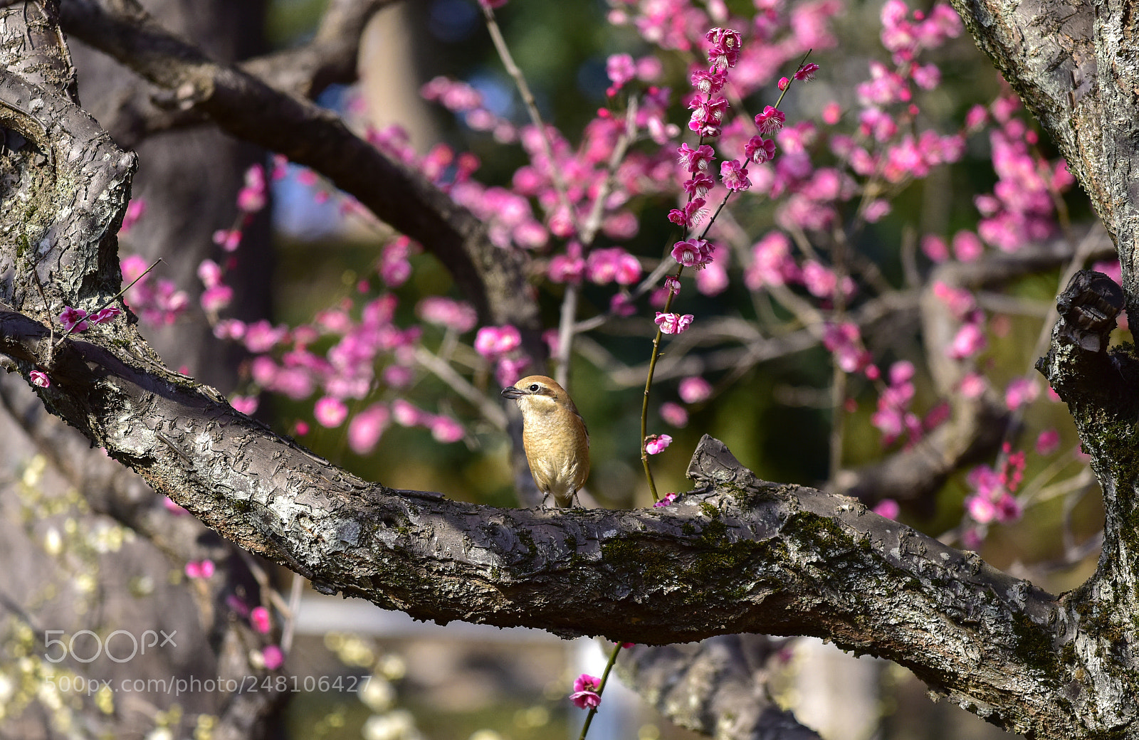 Nikon D810 sample photo. Little bird pose photography