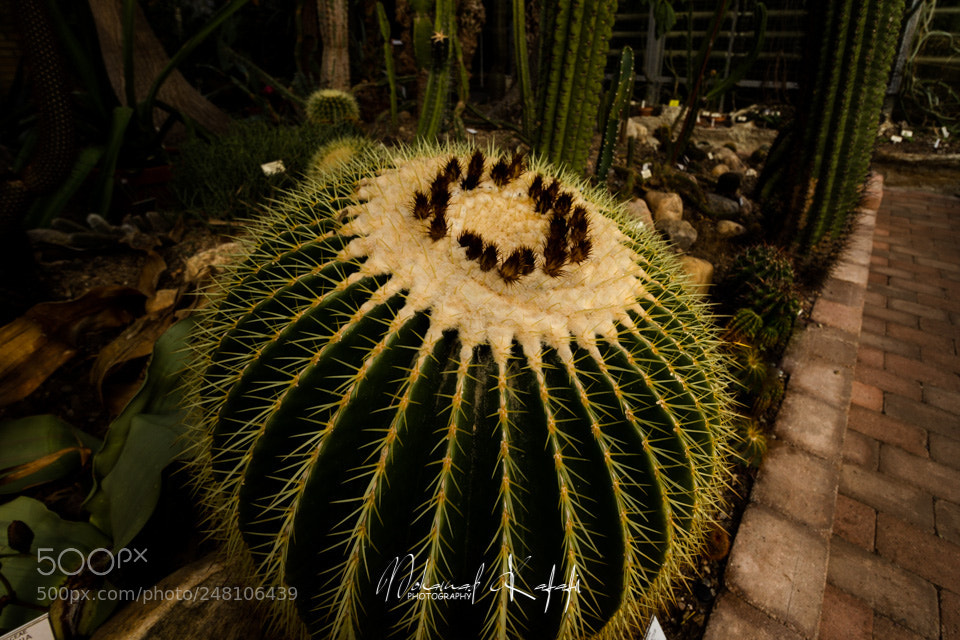 Canon EOS 7D sample photo. Cactus photography