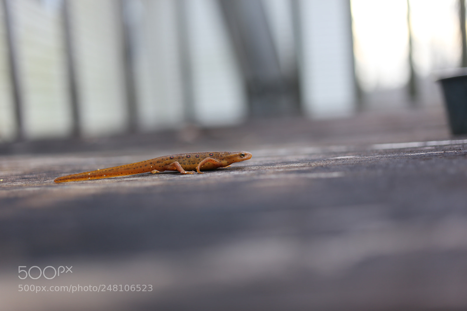 Canon EOS 6D + Canon EF 40mm F2.8 STM sample photo. Salamender photography