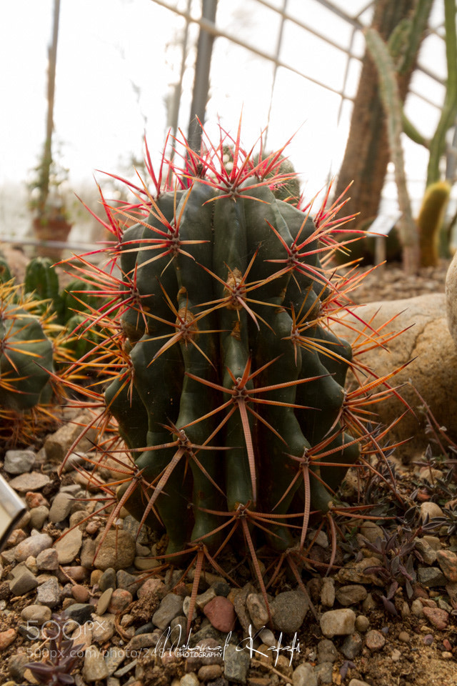 Canon EOS 7D sample photo. Cactus photography