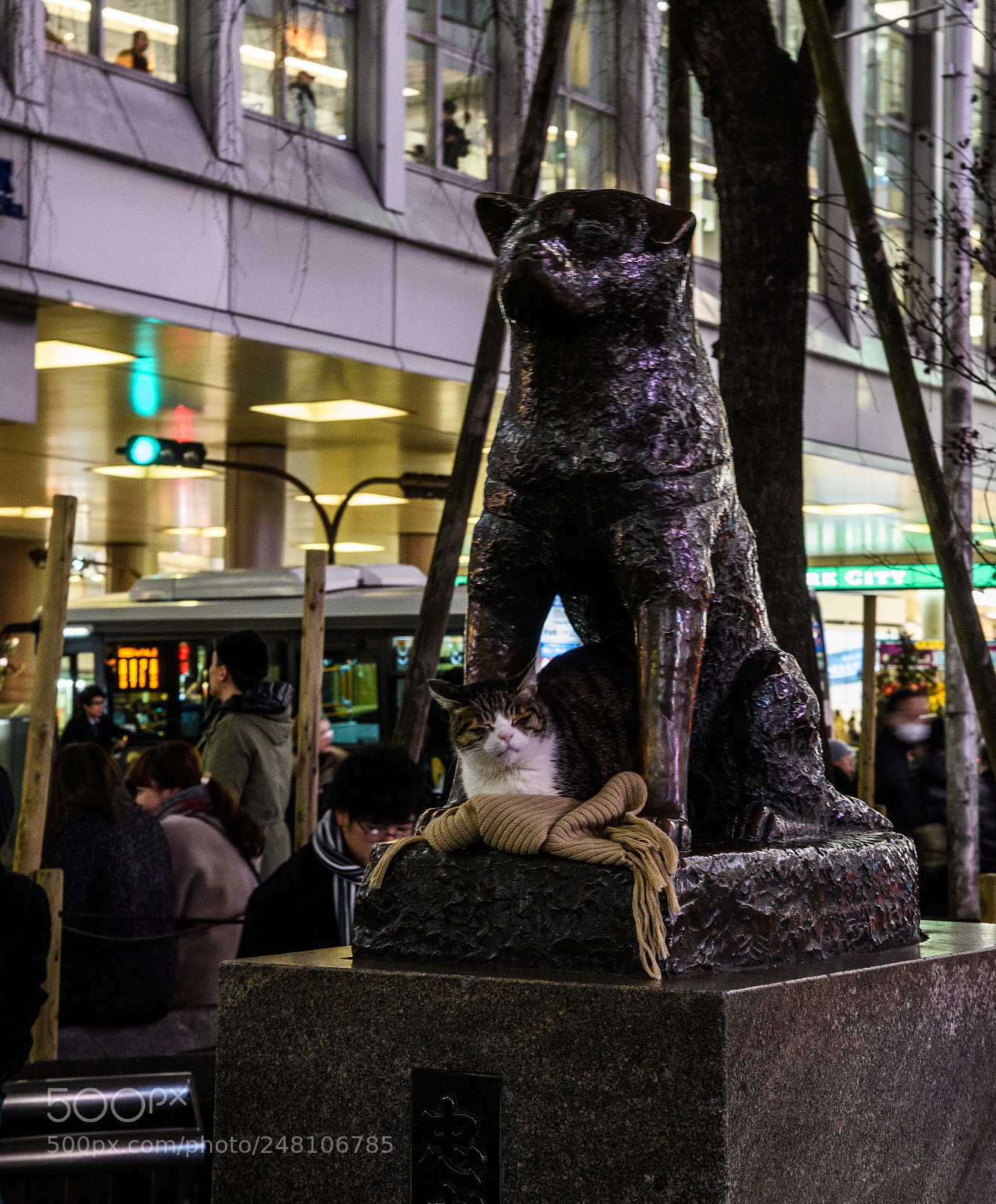 Nikon D500 sample photo. Hachiko and his friend photography