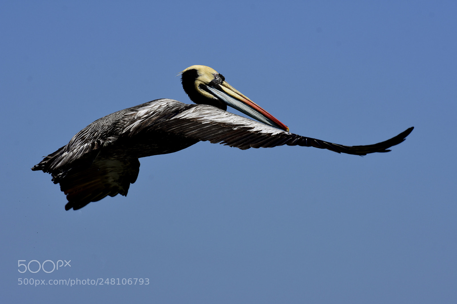 Nikon D7200 sample photo. Pelicano / pelican photography