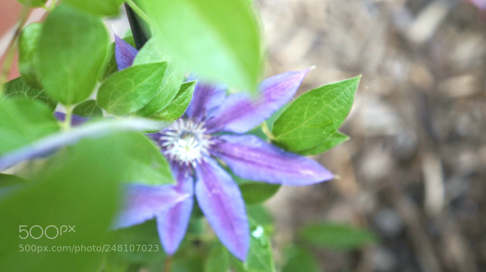 Sony Alpha NEX-F3 sample photo. Clematis photography
