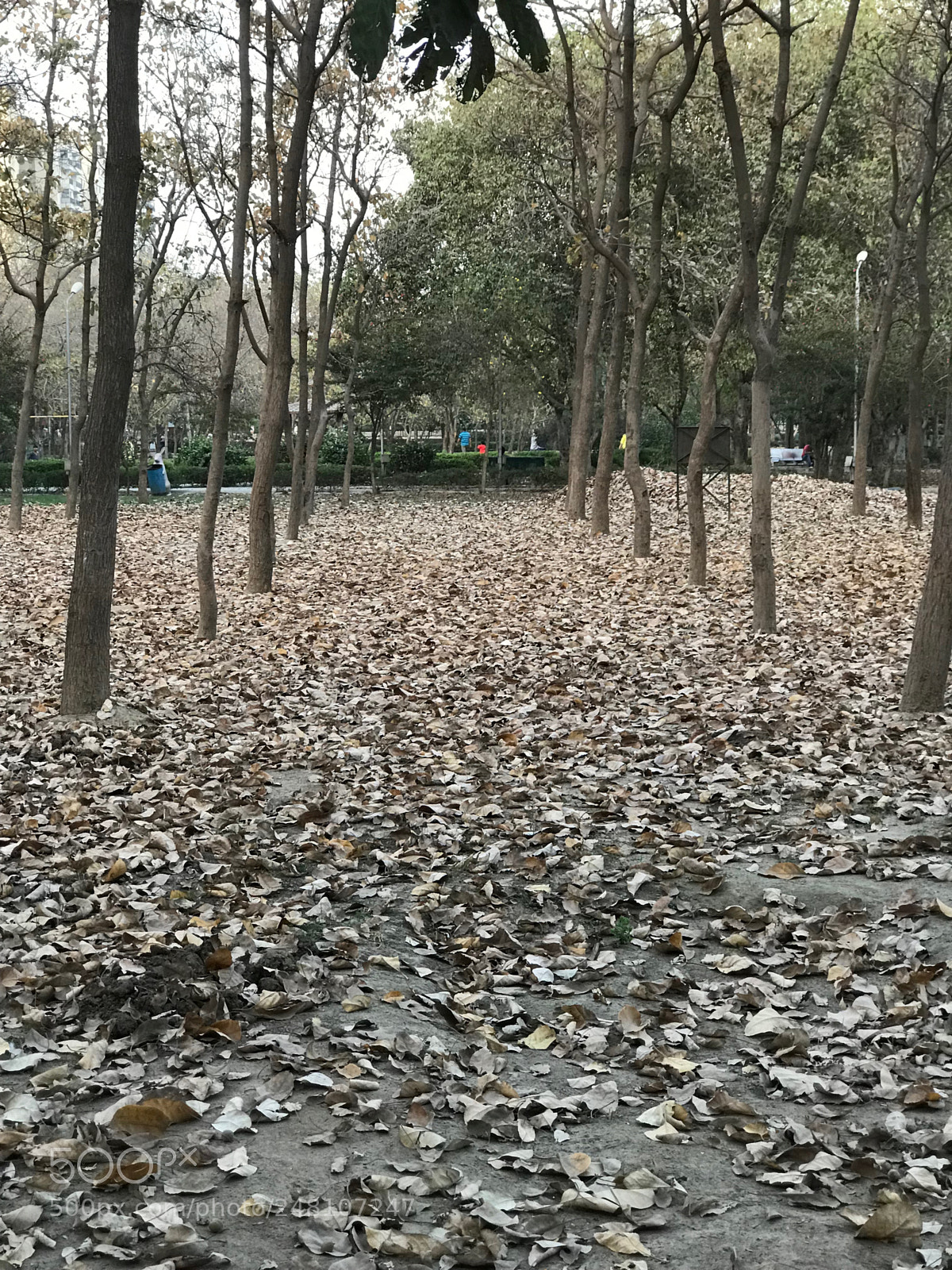 Apple iPhone 7 Plus sample photo. The spring setting in photography