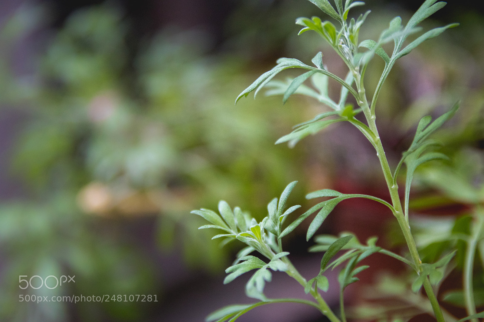 Canon EOS 80D sample photo. *** photography
