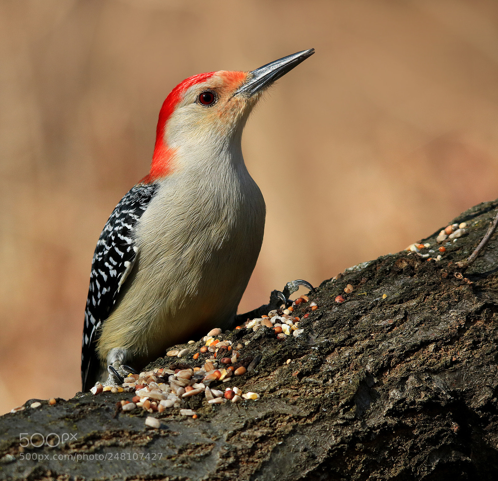 Canon EOS 750D (EOS Rebel T6i / EOS Kiss X8i) sample photo. Red bellied woodpecker photography