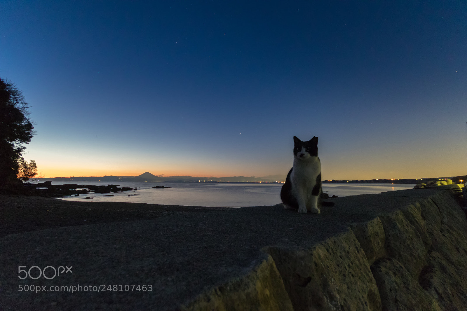 Canon EOS 7D Mark II sample photo. Twilight cat photography