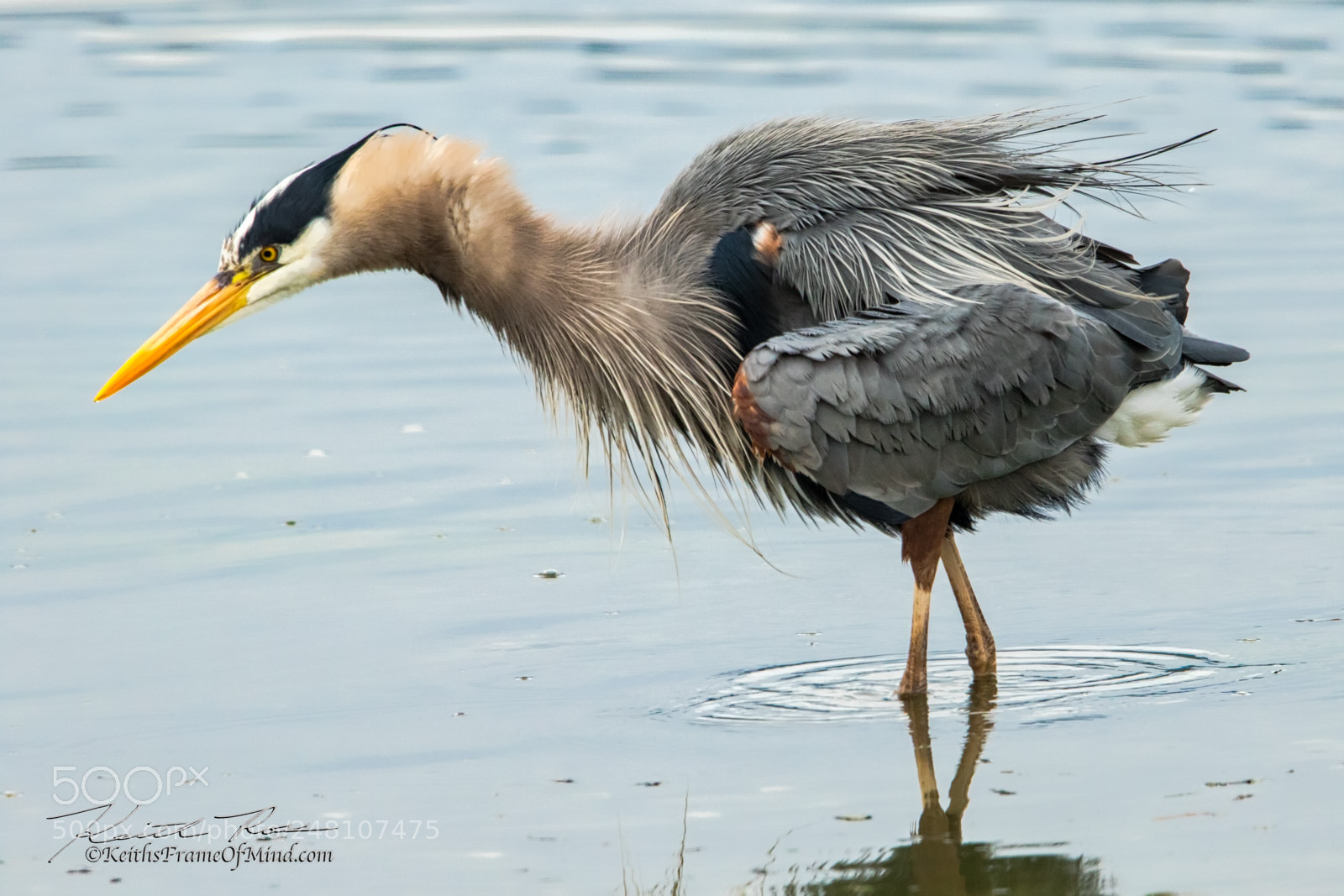Canon EOS 7D Mark II sample photo. 20. great blue heron photography