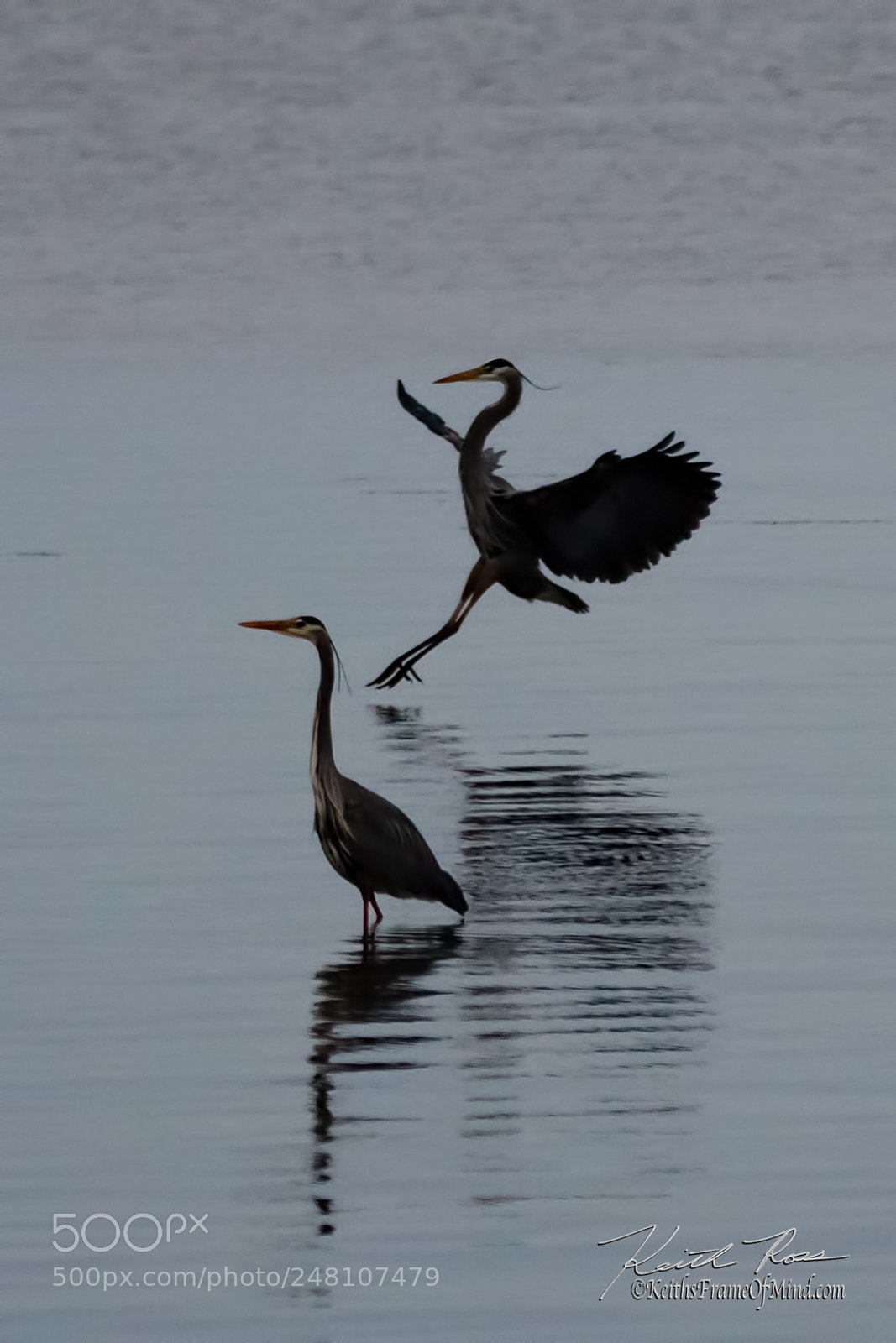Canon EOS 5DS sample photo. 12. great blue heron silhouette photography