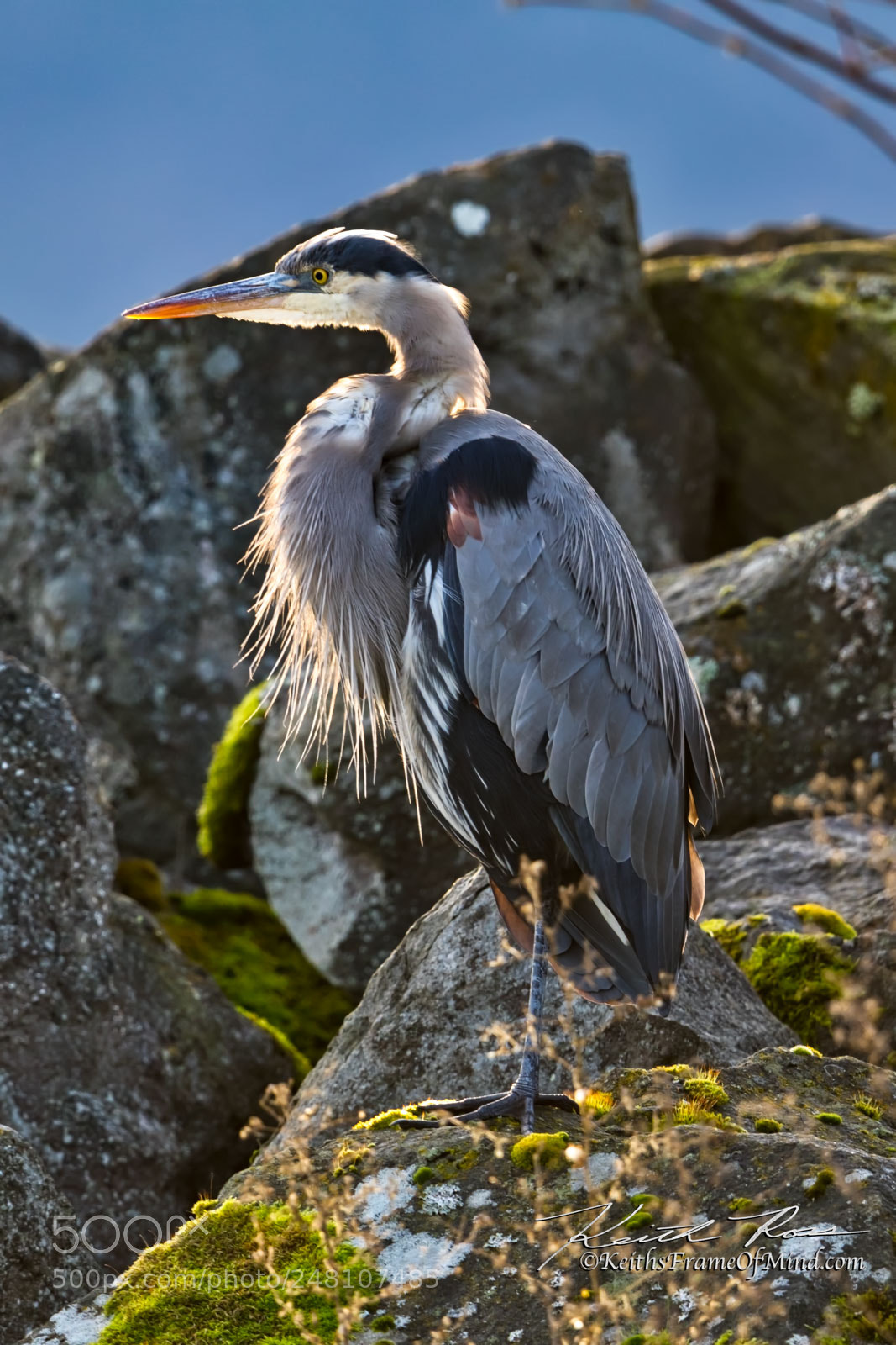 Canon EOS 7D Mark II sample photo. 38. great blue heron photography