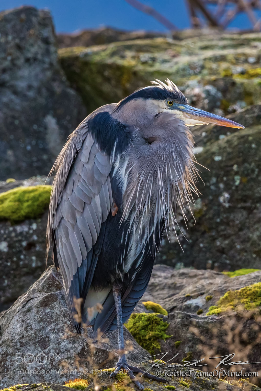 Canon EOS 7D Mark II sample photo. 36. great blue heron photography