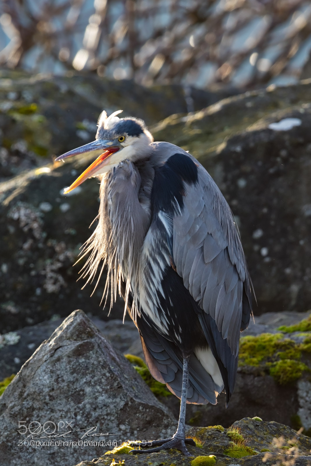 Canon EOS 7D Mark II sample photo. 40. great blue heron photography