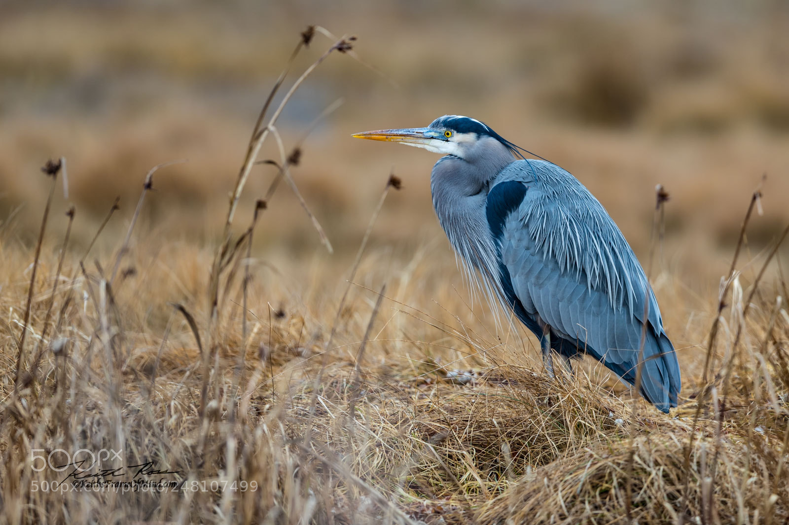 Canon EOS-1D X Mark II sample photo. 51. great blue heron photography