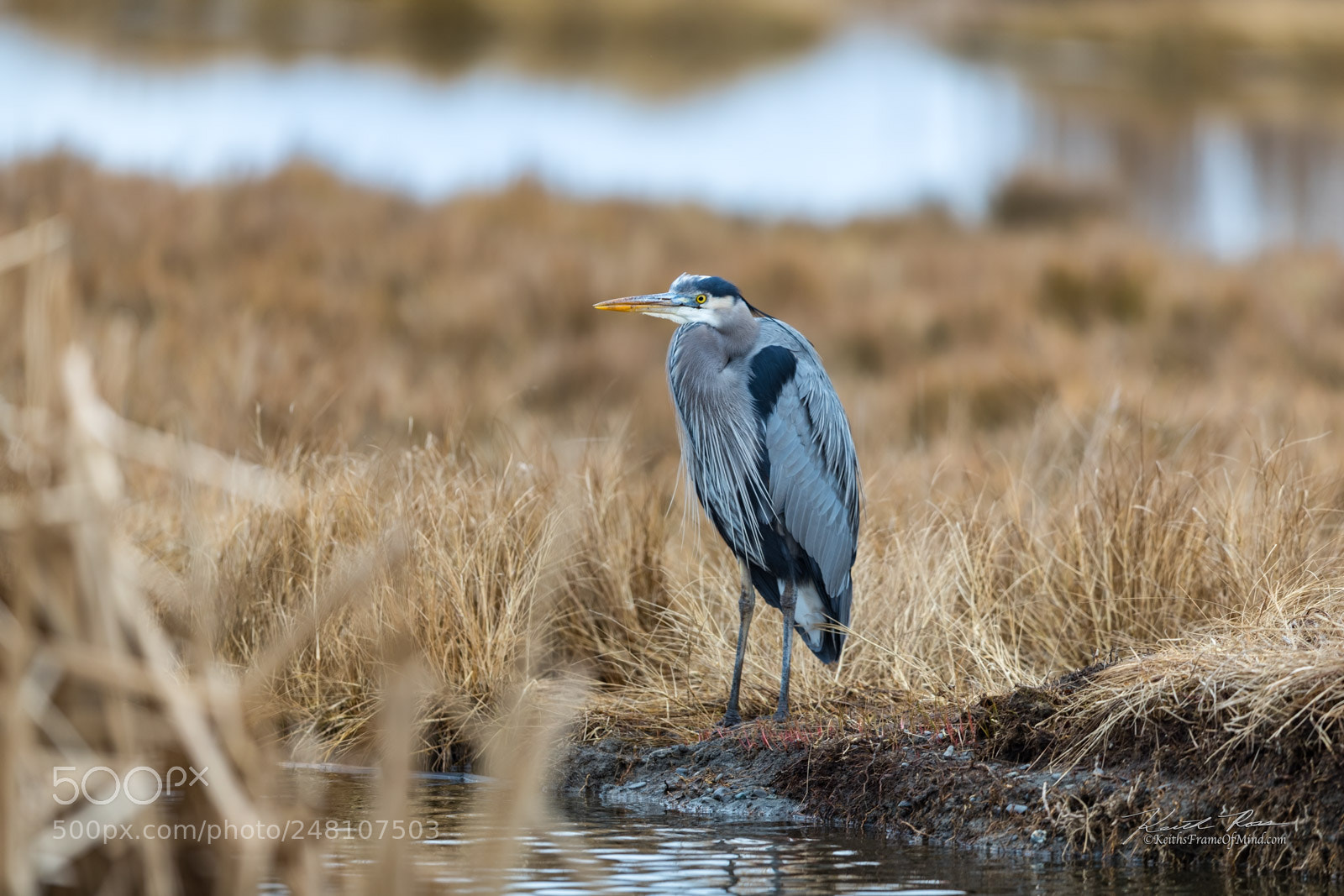 Canon EOS-1D X Mark II sample photo. 52. great blue heron photography