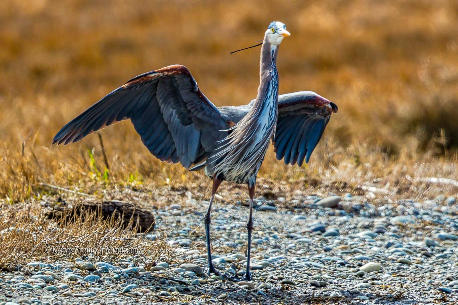 Canon EOS-1D X Mark II sample photo. 57. great blue heron wings photography