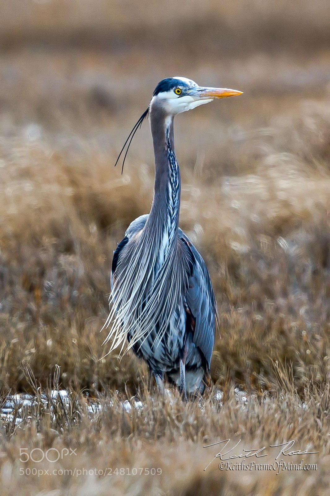 Canon EOS-1D X Mark II sample photo. 58. great blue heron pondering photography
